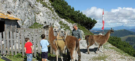 Werfener Hütte Lama Trekking