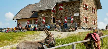 Mit dem Esel zur Wolfsberger Hütte: Bei der Wolfsberger Hütte werden die Packsattel abgelegt und Knödel serviert. Esel Kari hat schon ein neues Ziel im Blick.