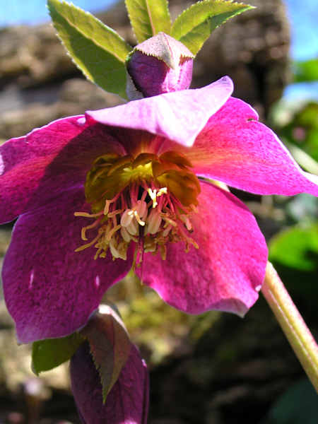 Schneerose, Hahnenfußgewächs. Blütezeit: Dezember – Februar.  Wird auch „Schwarze Nießwurz“ genannt, da es dem getrockneten Wurzelstock Nießpulver gewonnen wird. 
