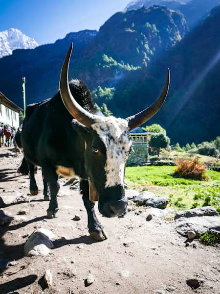 Yak in Nepal