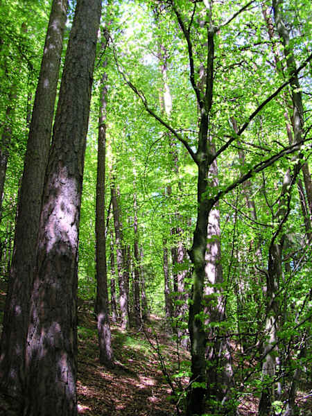 „Wald wirkt wirklich“, unter diesem Motto bietet Waldness® verschiedenste Aktivitäten rund um das Thema Wald an