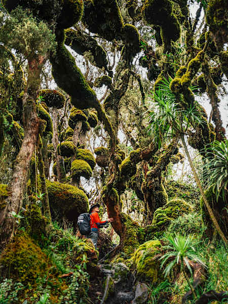 Bei 300 Regentagen pro Jahr sind die Bäume, die bis über 3.000 Meter wachsen, mit Moos tapeziert.