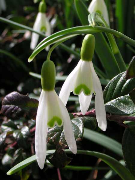 Schneeglöckchen, Amaryllisgewächs. Blütezeit: Februar – März. Ist leicht giftig, kommt eher selten vor und ist oft aus Gärten verwildert. 
