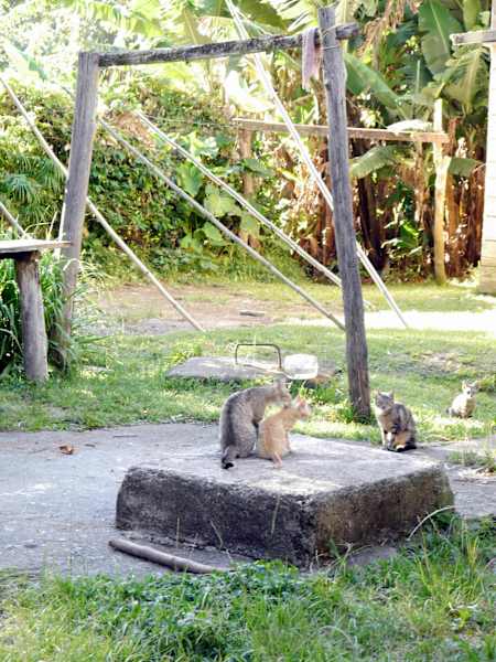 Blue Mountains Jamaika Whitfield Hall