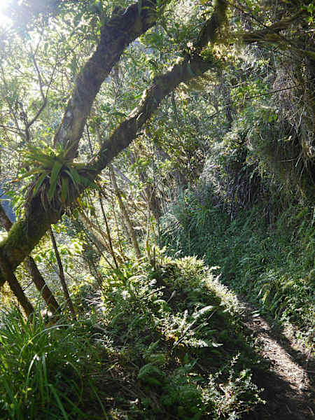 Blue Mountain Peak Trail