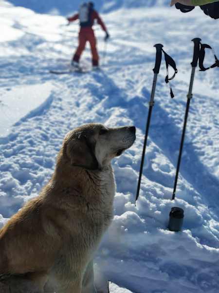 Reise Georgien Winter Freeriden Swanetien