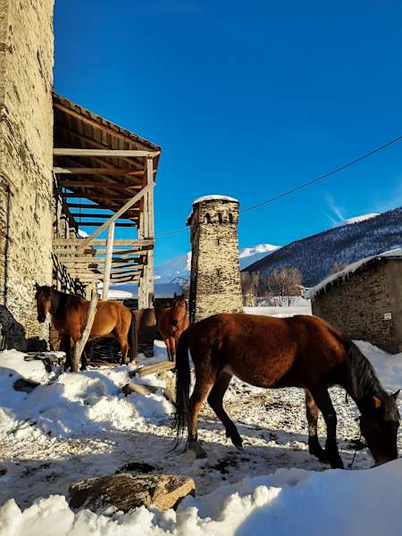 Reise Georgien Winter Freeriden Swanetien