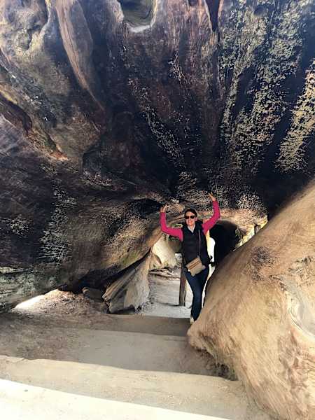 Mammutbäume Kalifornien Sierra Nevada