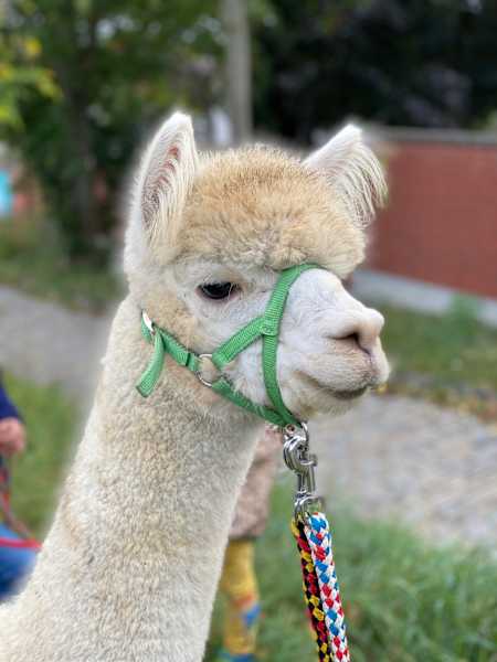 Alpaka-Wanderung in Niederösterreich