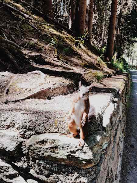 Ernst Merkinger wandert Gastein Trail