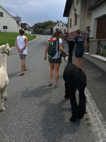 Alpakas Wandern