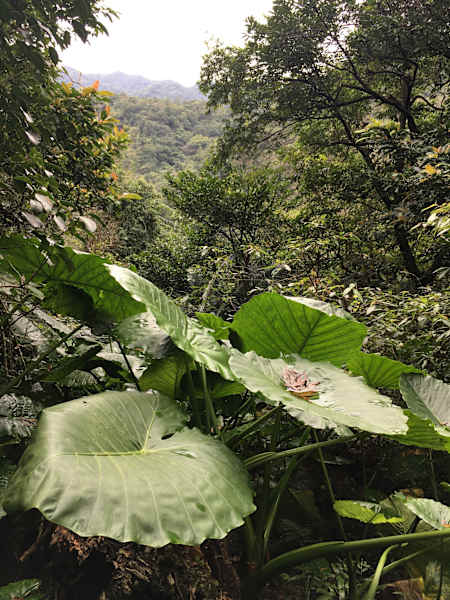 Taiwan Sandiaoling Waterfall Trail Martin Foszczynski