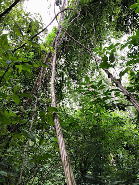 Nationalpark Donau-Auen