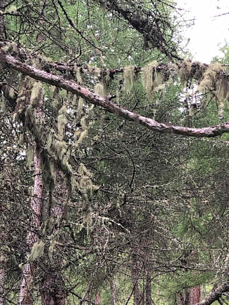 Schweizerischer Nationalpark