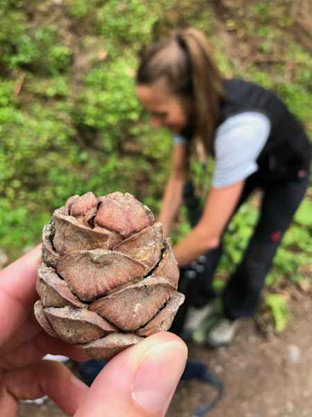 Schweizerischer Nationalpark