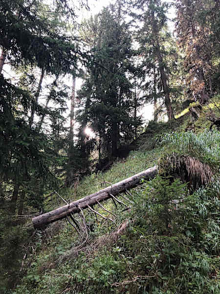 Schweizerischer Nationalpark