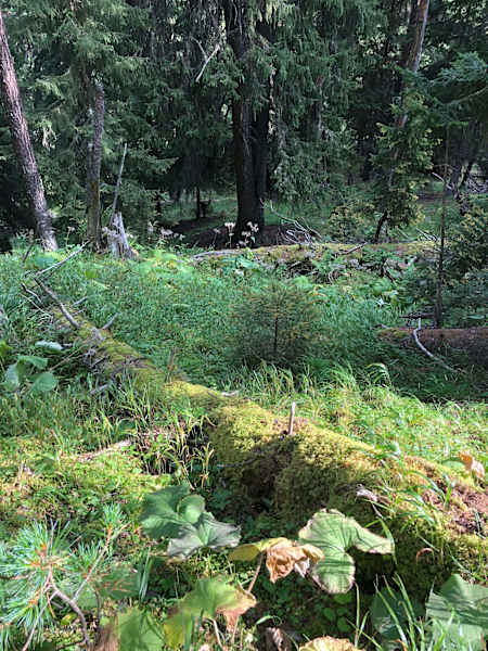 Schweizerischer Nationalpark