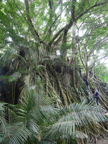 Luan Shan Forest Museum Taiwan Blog Martin Foszczynski
