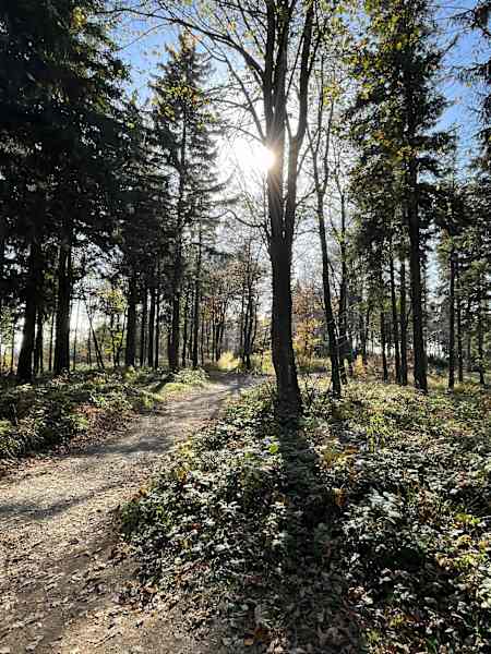 Der Weg hinauf zum Gipfel des Geschriebenstein wird von Bikern und Wanderern benutzt