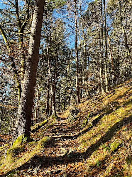 Die Waldwege rund um das Höttinger Bild sind komplett schneefrei und laden zum Trailrunning ein.