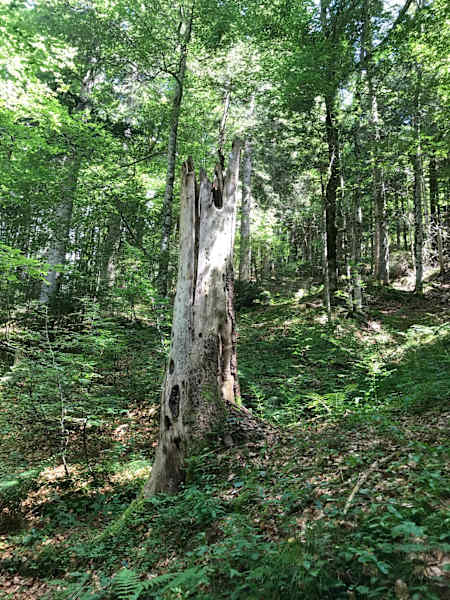 Totholz stellt Futterplatz und Wohnort für viele Waldbewohner dar.