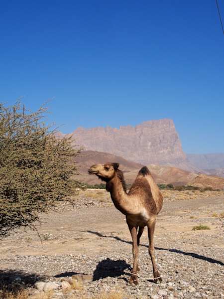 Ein Kamel. Nein, Dromedar. Dahinter: Jabal Misht. Klettern Campen Wandern Oman Bergwelten Schoepf