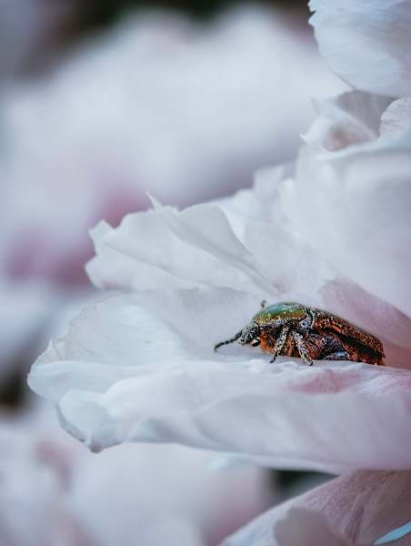 Makro Funktion, vivo x200 Pro