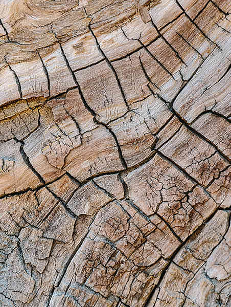 vivo X200 Pro, Details, Makro Funktion, Baum