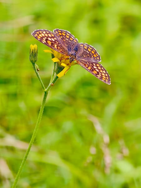 vivo X200 Pro, Bildbearbeitung, Details, vivo, Bergwelten, Fotografie, Natur