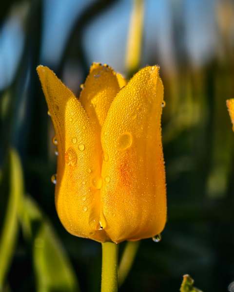 makro Fotografie, Blume, Tulpe, Sommer, vivo X200 Pro