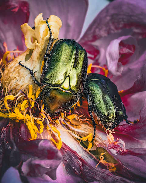 Makro Fotografie, Blume, Käfer
