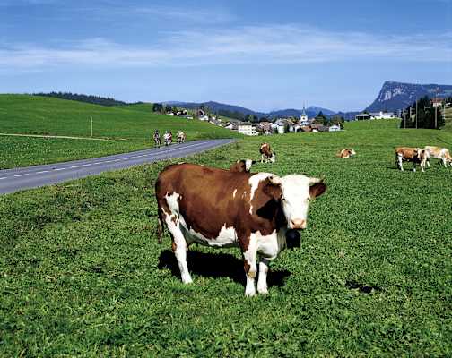 Weide im Vallée de Joux in der Waadtländer Jura