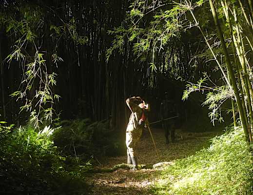 Virungas Berggorillas Reise