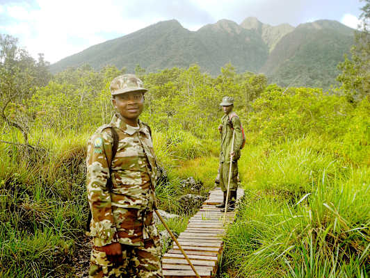 Virungas Berggorillas Reise