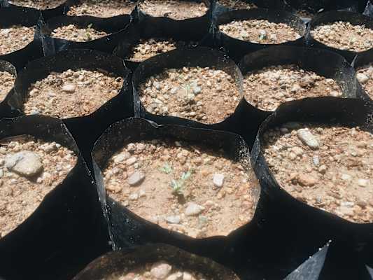 Ana Zirner Colorado River