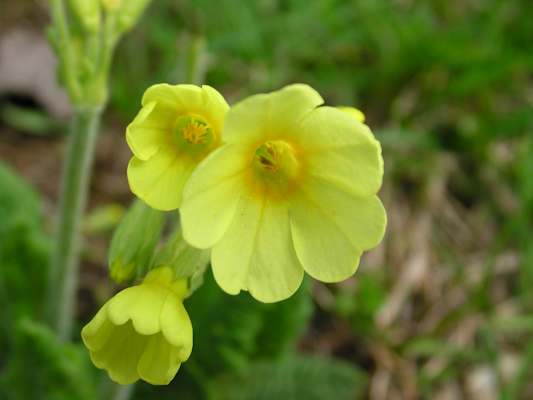 Schlüsselblume, Primelgewächs. Blütezeit: März – Mai. Der lateinische Name „primular“ kommt von „Primus“ – „der Erste“ – und bezieht sich auf die frühe Blütezeit