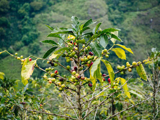 San Agustín Kolumbien