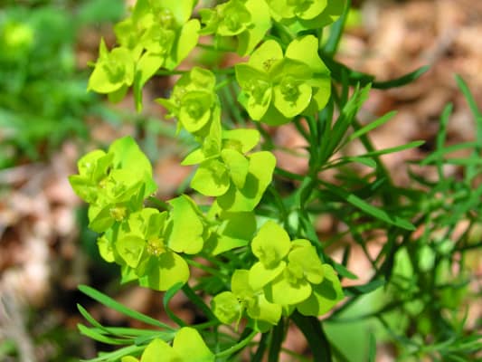 Zypressen-Wolfsmilch, Wolfsmilchgewächs. Blütezeit: April – Mai. Kommt relativ häufig vor, ist aber giftig und wird vom Weidevieh nicht gefressen