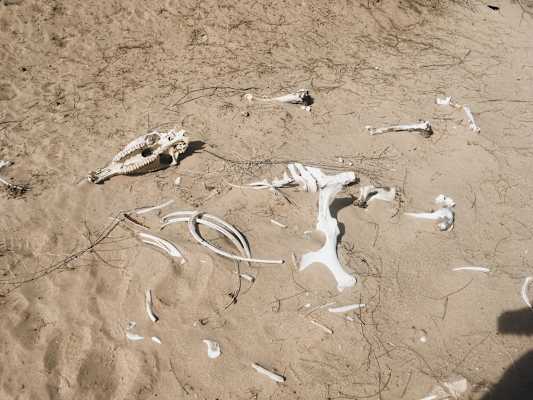 Ana Zirner Colorado River