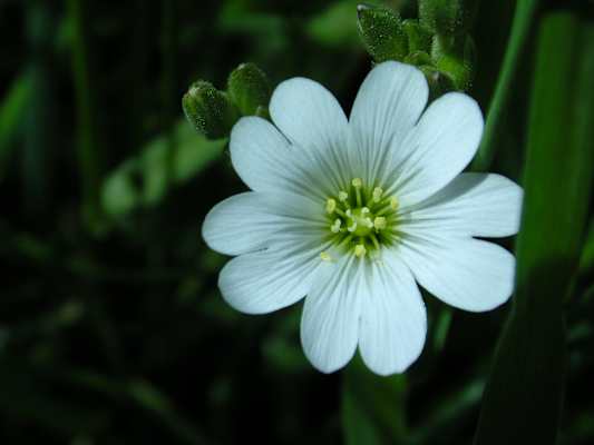Echte Sternmiere, Nelkengewächs. Blütezeit: April – Mai. Das zarte Gewächs kommt auf lehmigen und sandigen Böden vor