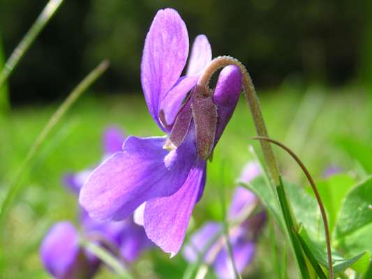 Hunds-Veilchen, Veilchengewächs. Blütezeit: Mai – Juni. Zu Hundertausenden in Gewächshäusern nachgezüchtet, steht ihnen das Hund-Veilchen mit seiner kecken Blütenform aber in nichts nach.