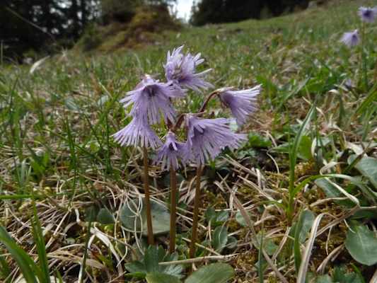 Alpen-Troddelblume, Primelgewächs. Blütezeit: April – Juli. Eine der unerschrockensten Blümchen, kommt sie doch bis auf 3.000 m auf kühlfeuchten Böden und Schneetälchen vor