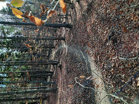 Der Esterházy Trail im schon sehr herbstlichen Gewand