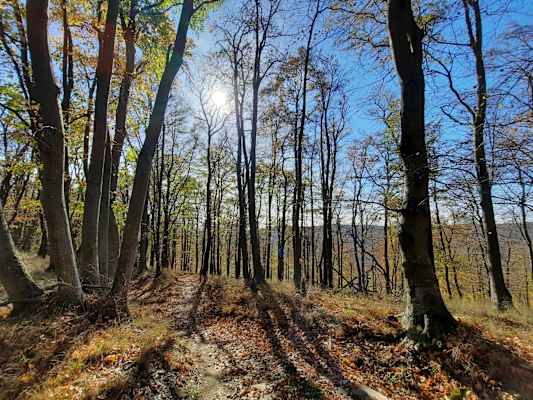 Herrliches Herbstwetter am Batthyány Trail