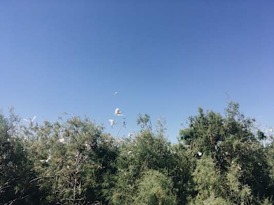 Ana Zirner Colorado River