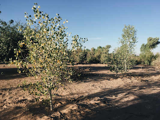 Ana Zirner Colorado River
