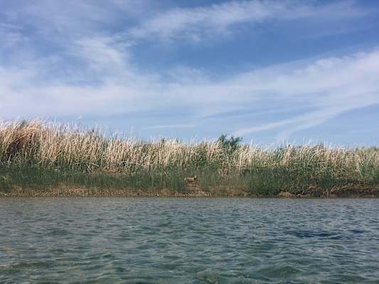 Ana Zirner Colorado River