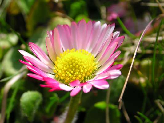 Gänseblümchen, Korbblütengewächs: Februar – November. Heilpflanze, besticht durch seine vollkommene Schönheit; sehr häufig 