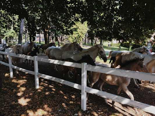 Ernst Merkinger Alpe Adria Trail