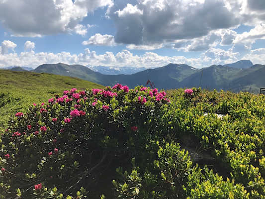 Almrosen auf dem Schattberg